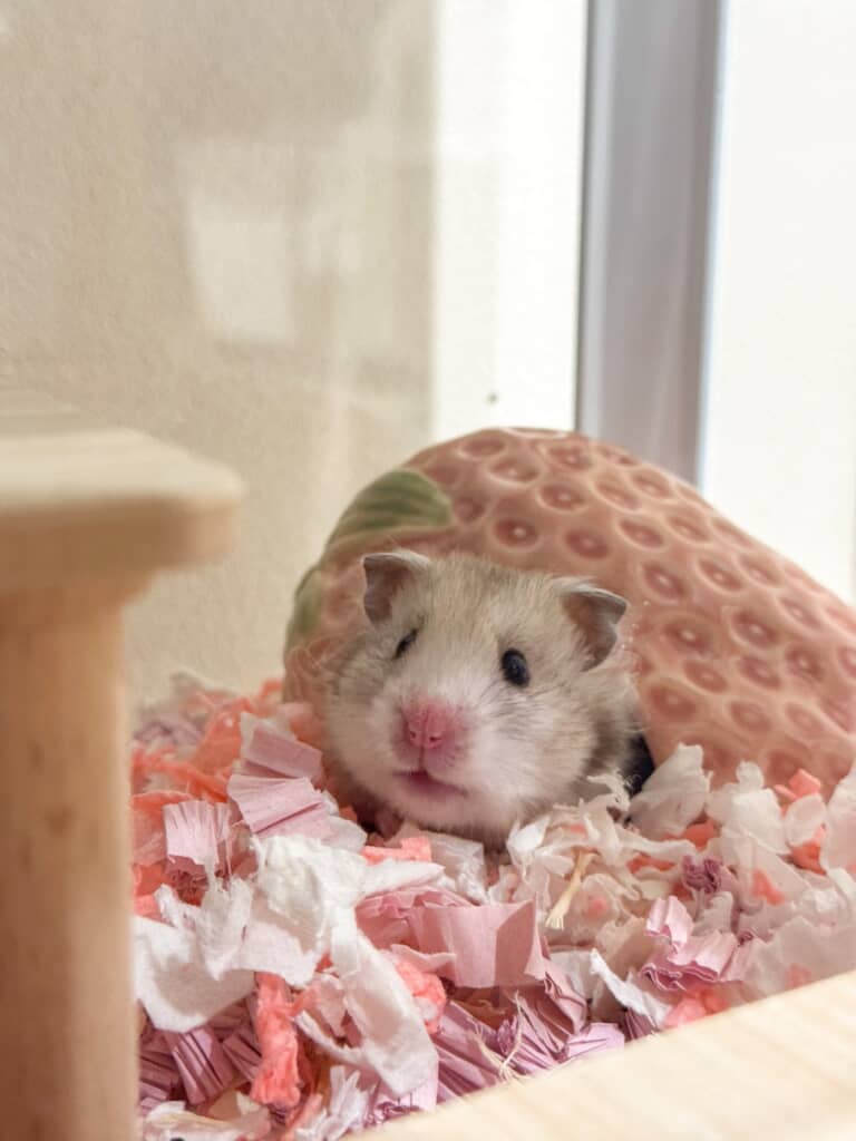 寝起きのお耳シワシワがかわいい
