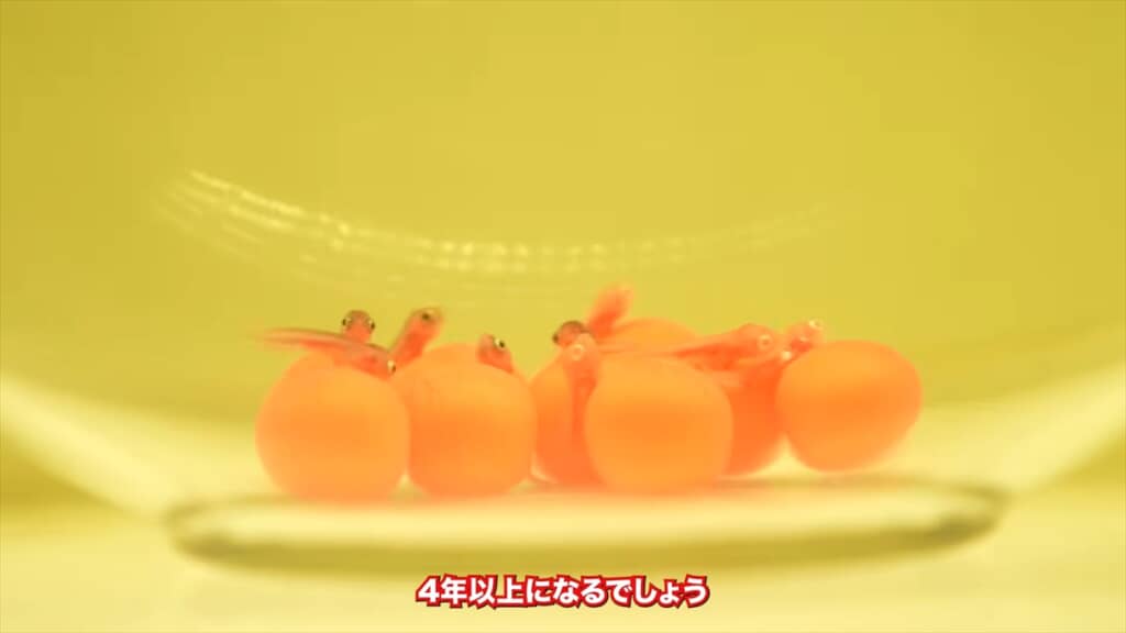 水槽で繁殖した4匹のアルビノのアロワナ