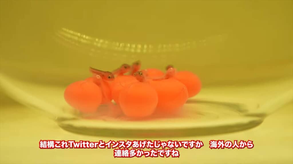 水槽で繁殖した4匹のアルビノのアロワナ