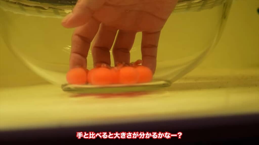 水槽で繁殖した4匹のアルビノのアロワナ