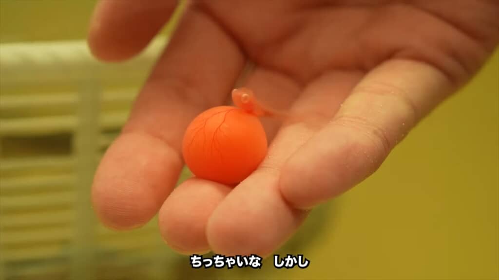 水槽で繁殖した4匹のアルビノのアロワナ