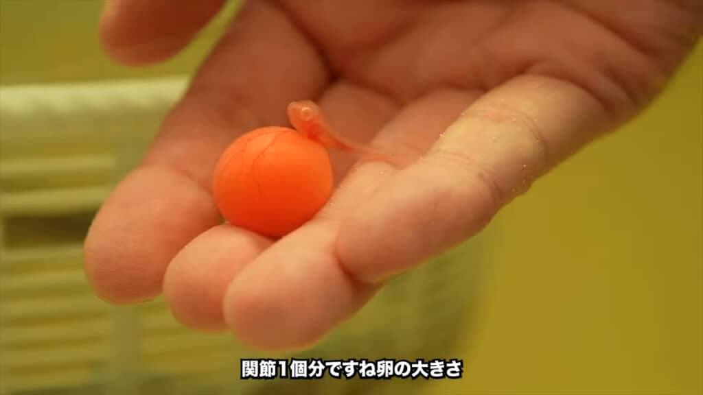 水槽で繁殖した4匹のアルビノのアロワナ