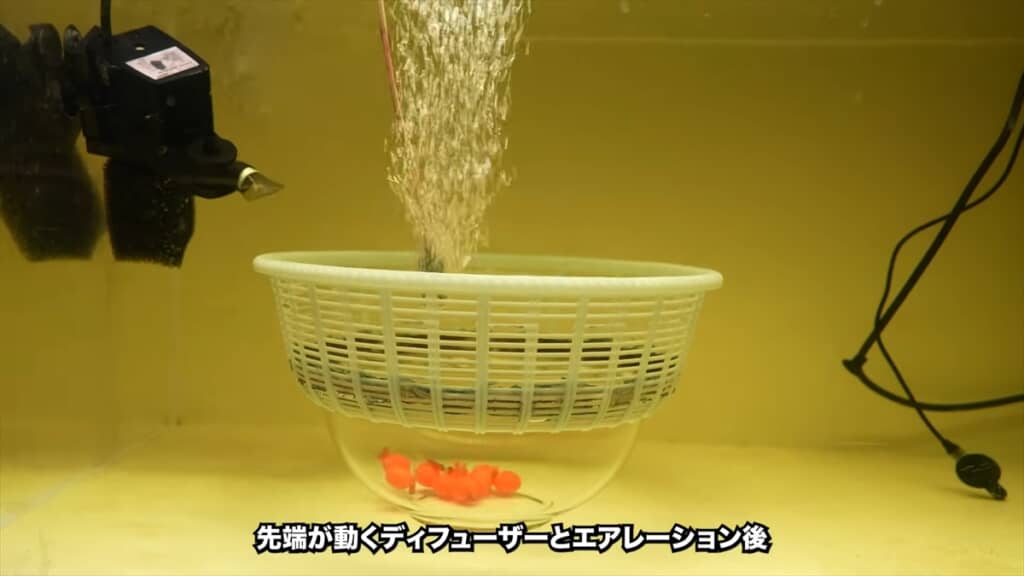 水槽で繁殖した4匹のアルビノのアロワナ