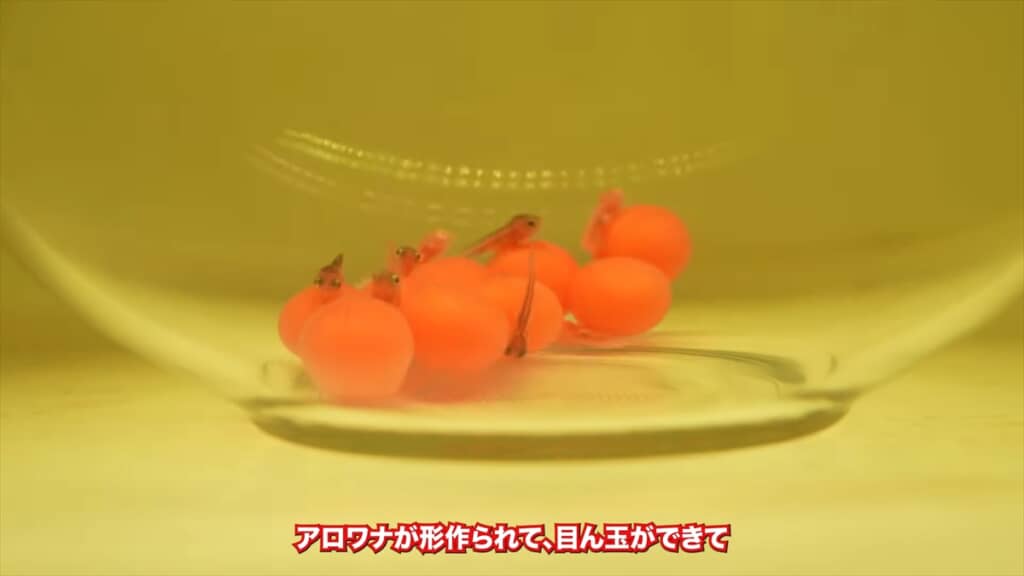 水槽で繁殖した4匹のアルビノのアロワナ