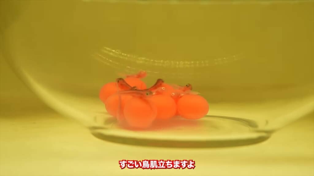 水槽で繁殖した4匹のアルビノのアロワナ