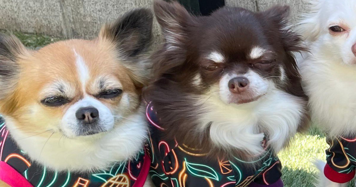 一列に並んだ「6匹の犬」→シャッターを切ったら……？　“電車で見ちゃダメな1枚”に「たまらん、もっとくれ」（1/2） | 犬 ねとらぼ