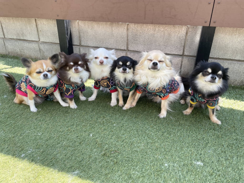 左からタルトちゃん、ロースちゃん、レアくん、ポテトくん、ジャーマンくん、チーズくん。みんなの表情が……！