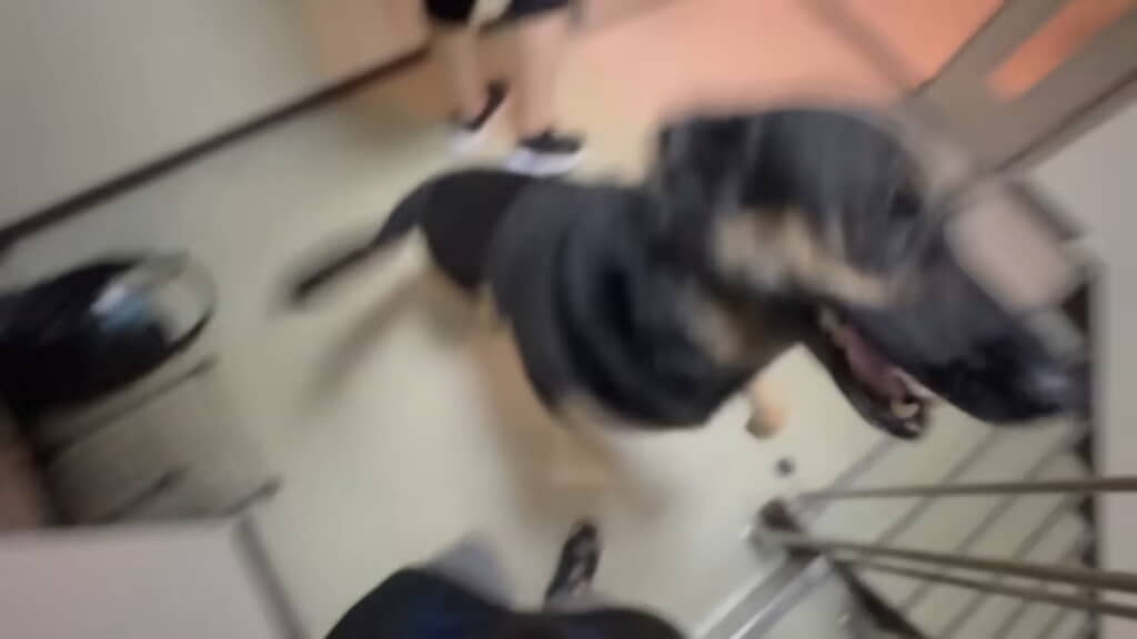 飼い主さんの帰宅で喜び爆発！