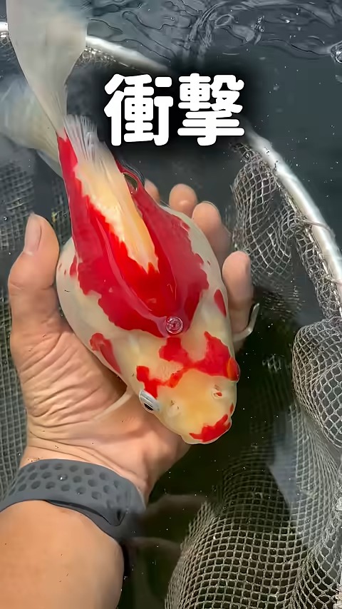 きんぎょページ きんぎょ生活 No.10 ついに金魚の取材がっ | やさしいきんぎょ