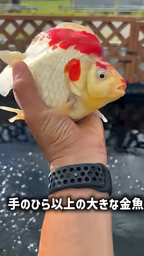 一瞬、言葉に詰まる大きさ