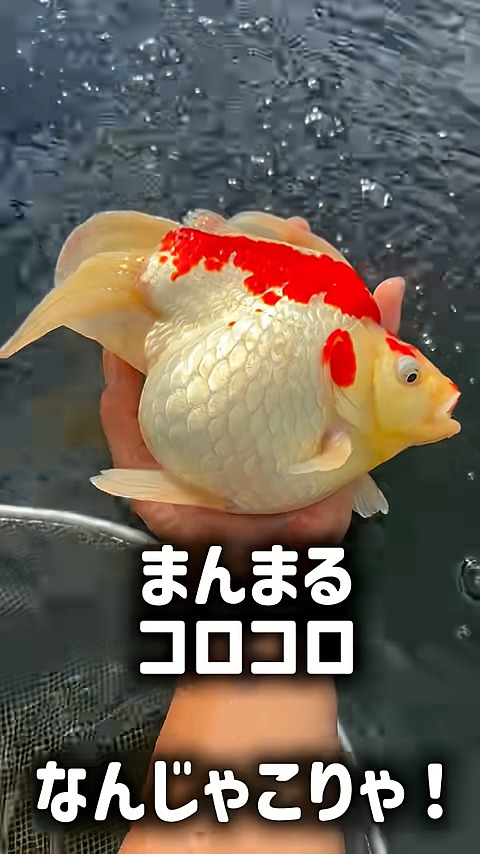 膨らんでいるお腹をさわってみたい