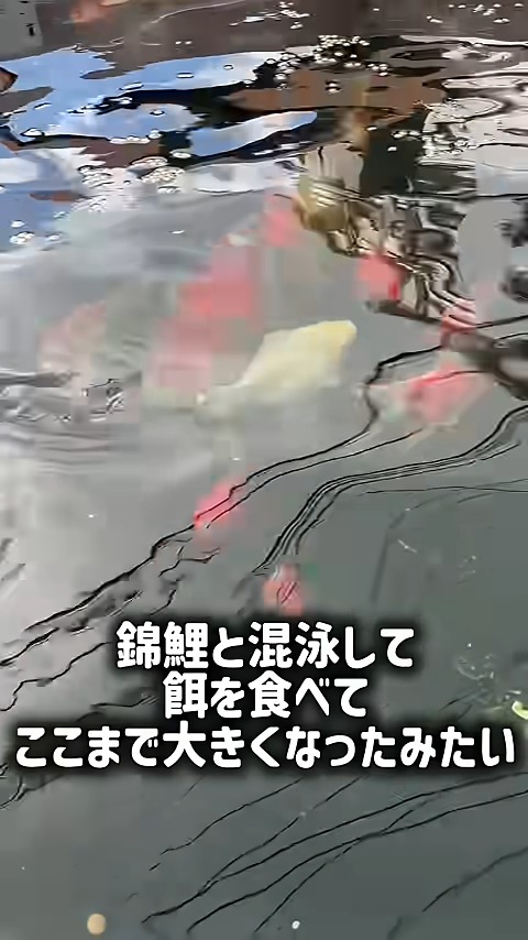 たぶん錦鯉さんも金魚の育ちっぷりに驚いている