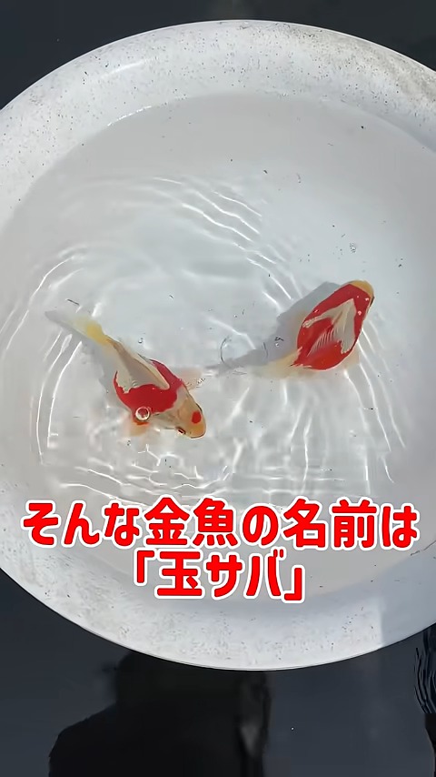 きんぎょページ きんぎょ生活 No.10 ついに金魚の取材がっ | やさしいきんぎょ