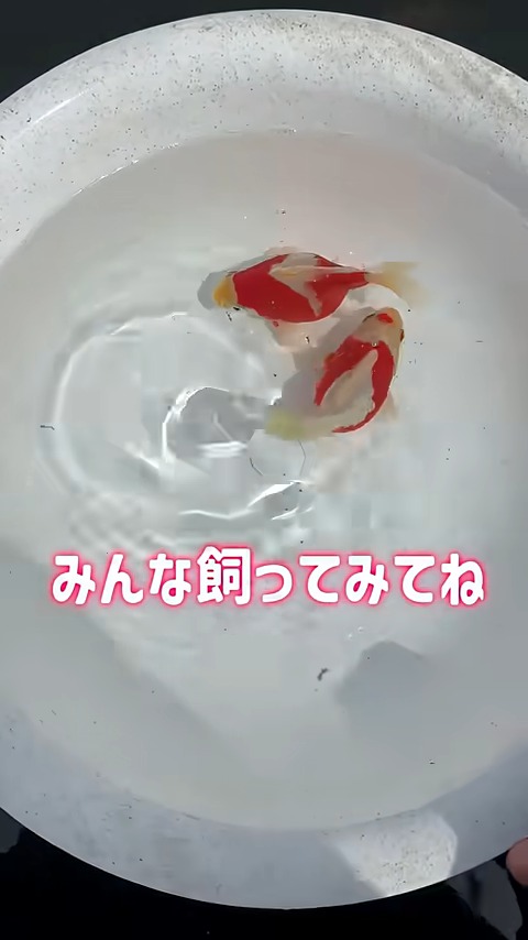 金魚に興味湧いてしまいますね