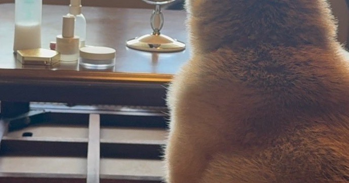 化粧台の前に座った柴犬→後ろ姿を眺めると……「吹き出しました」　“奇跡的な1枚”に「まじか」「ピッタリすぎるー」（1/2） | 犬 ねとらぼ