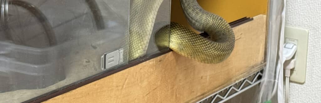 ケージから出ているヘビちゃん