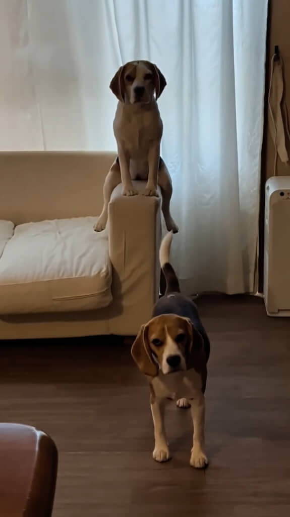 おりんちゃん（画像上）の座り方が独特すぎて思わず2度見