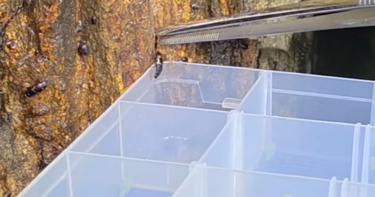 クワガタ採集で見かける“小さい地味な虫”→2カ月育てたら……　「予想と全然違ってびっくり」「ずっと気になってた」（1/3） | その他生き物 ねとらぼ