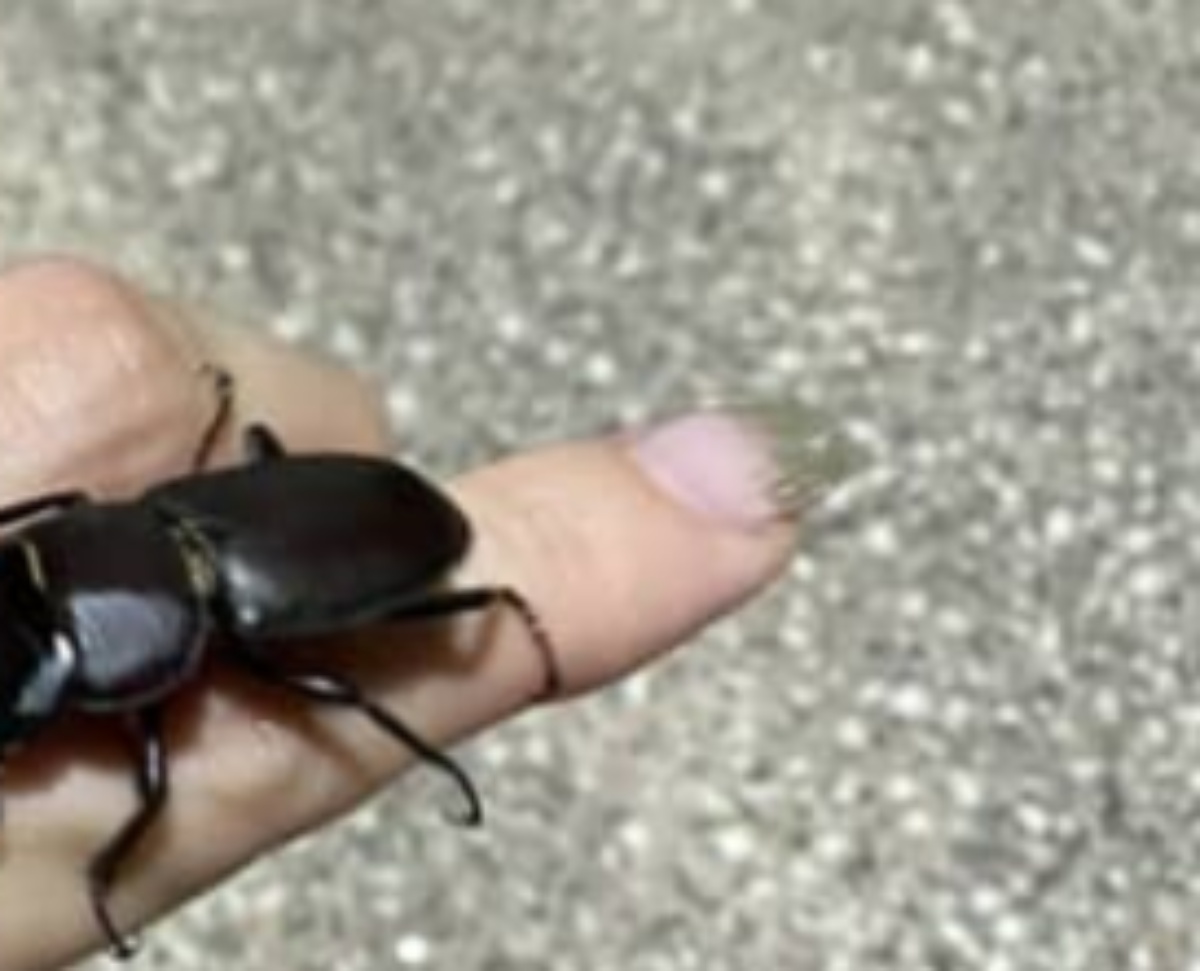 ひっくり返ったクワガタを助けたら……　直後に起きた“とんでもない事態”に女性涙「無慈悲」「夏の思い出」（1/3） | その他生き物 ねとらぼ