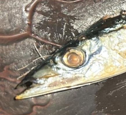 サンマ食をべただけでびっくりされた光景とは……？