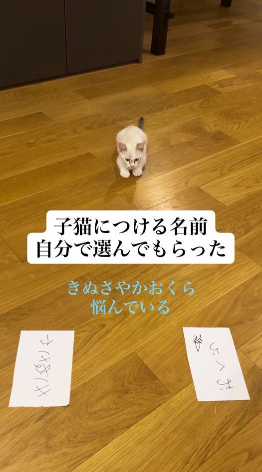 「きぬさや」か「おくら」で悩んでいる