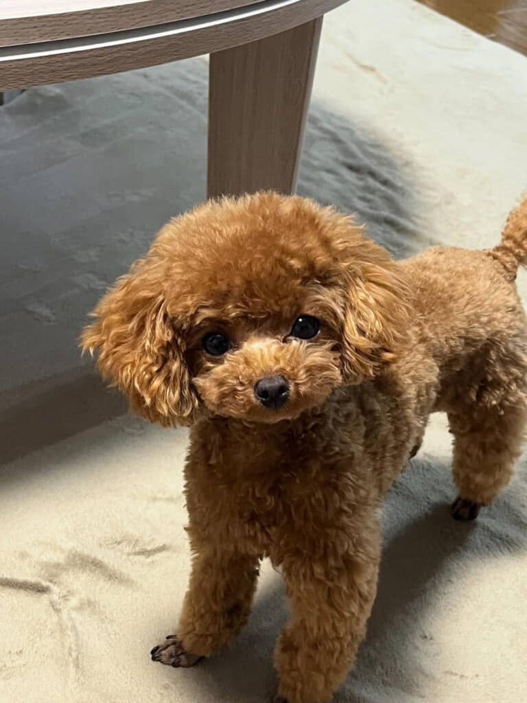 きゅるんとした瞳がいとしい