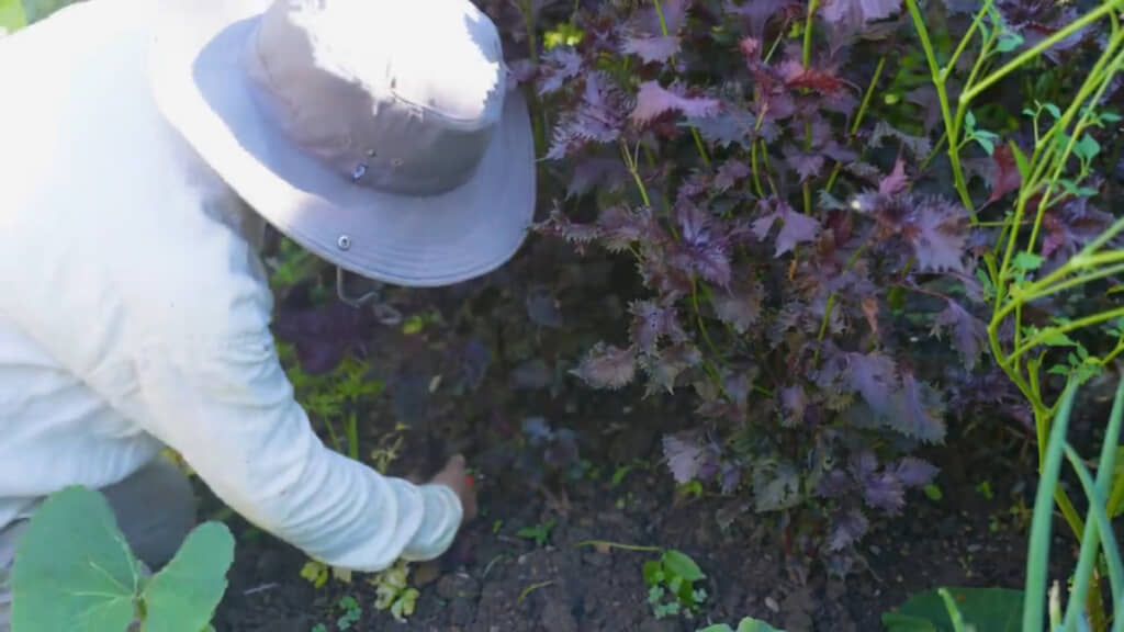 梅干し作りで使うしそも庭で収穫