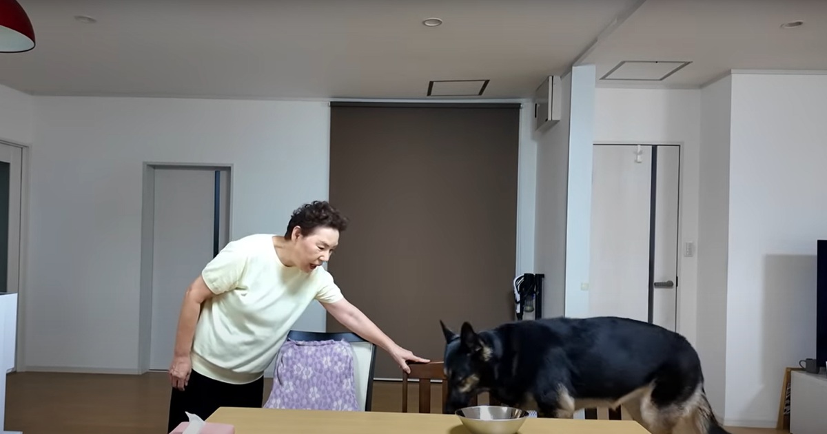 実家に預けた愛犬をペットカメラで見たらなんと……　おばあちゃんと始めたふたり晩酌が151万再生「これやってみたい！」「おかん、最高」（1/3） | 犬 ねとらぼ
