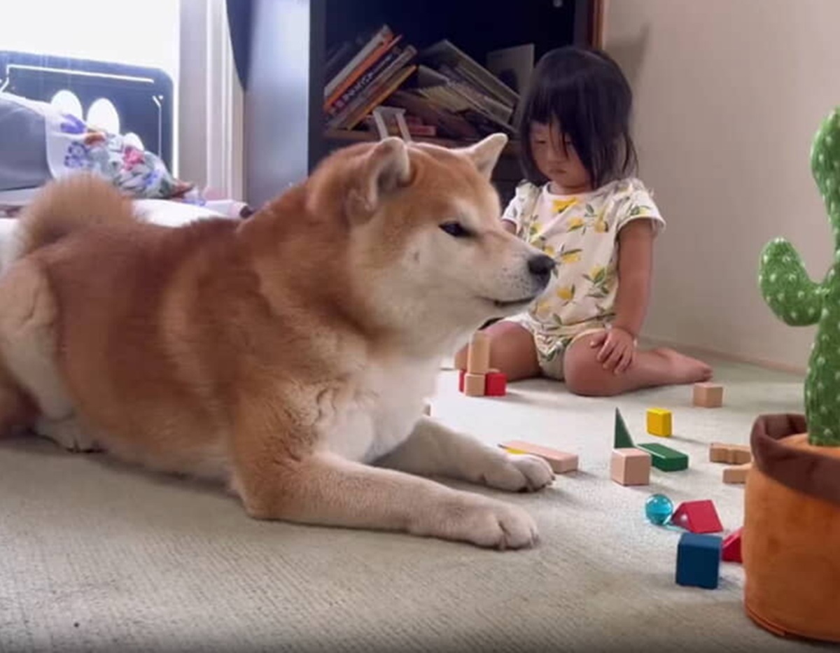 柴犬にまねするサボテンのオモチャをあげたら……　電車で見ちゃダメな超展開が435万表示「これ見てずっと笑ってる」「永遠に見ていられる」（1/3） | 犬 ねとらぼ