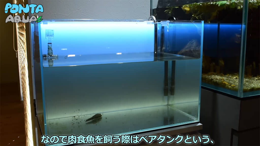 肉食魚は「ベアタンク」で飼育されることが多いのだとか
