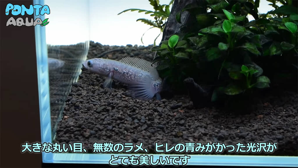 レッドギャラクシーコウタイの魅力に夢中な様子