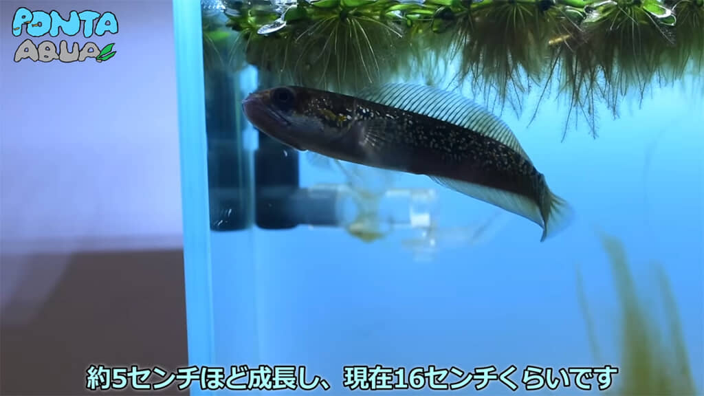 すくすく成長しています