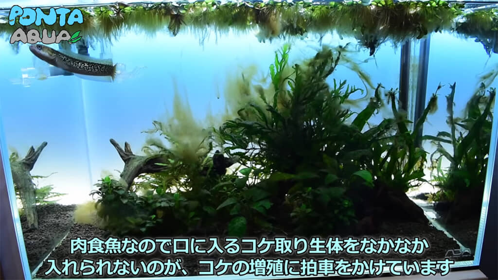 水草がコケまみれになってしまいました