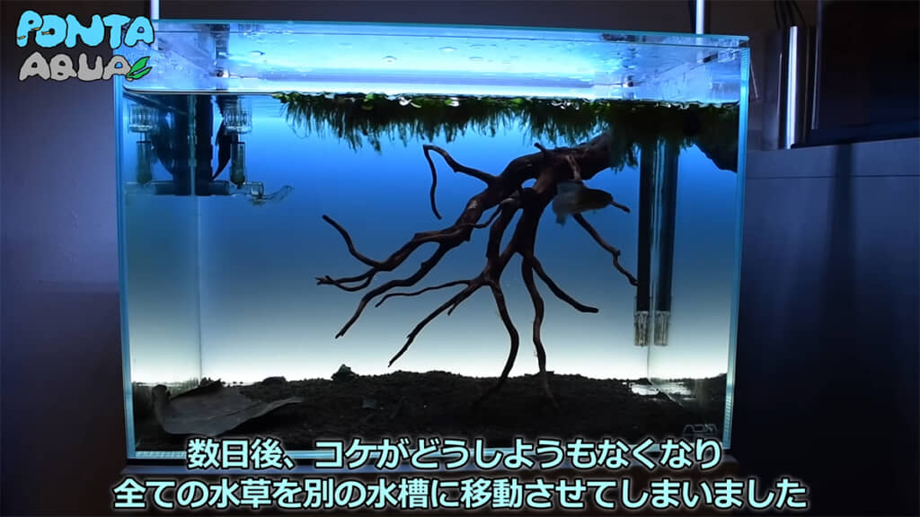 肉食魚の水槽で水草を美しく維持するのは難しいようです