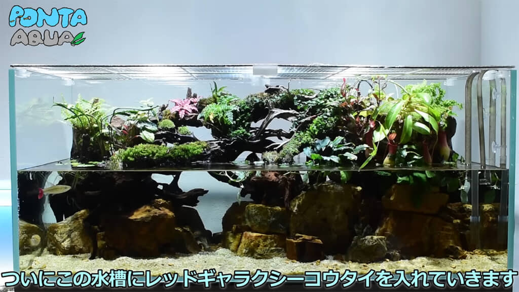 120センチ水槽の状態が安定しました