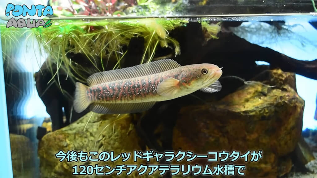 体は大きく、色は鮮やかになりました