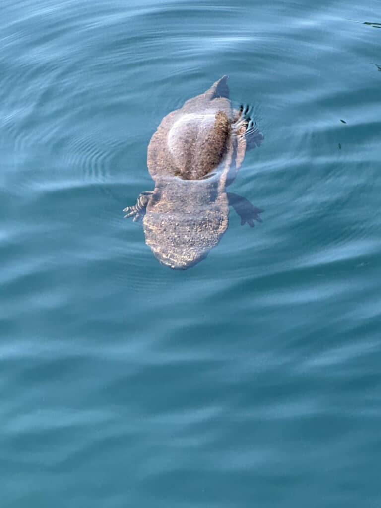 琵琶湖で浮かんでいたオオサンショウウオ
