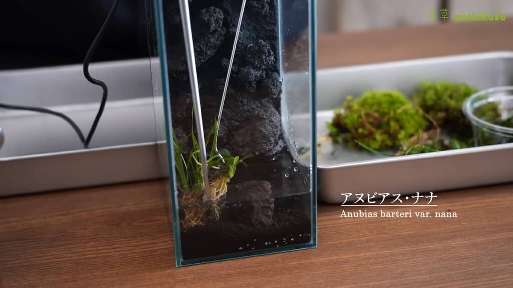 水底に植物を植える
