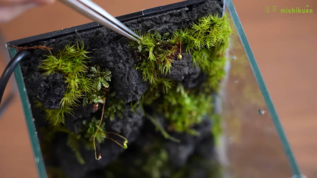 壁面にタマゴケを植える
