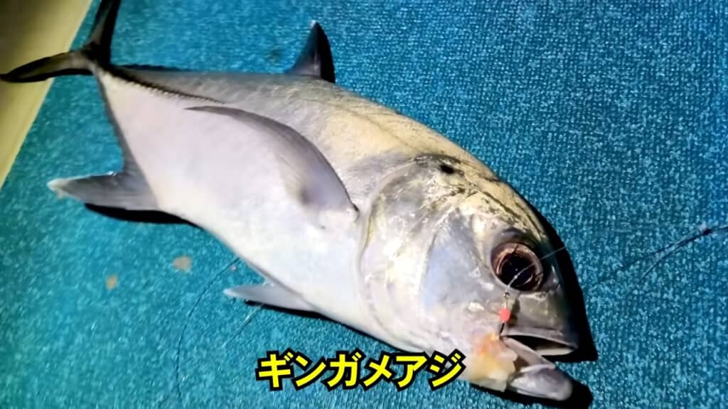 大きなギンガメアジ。開きにしたらすごい面積になりそう