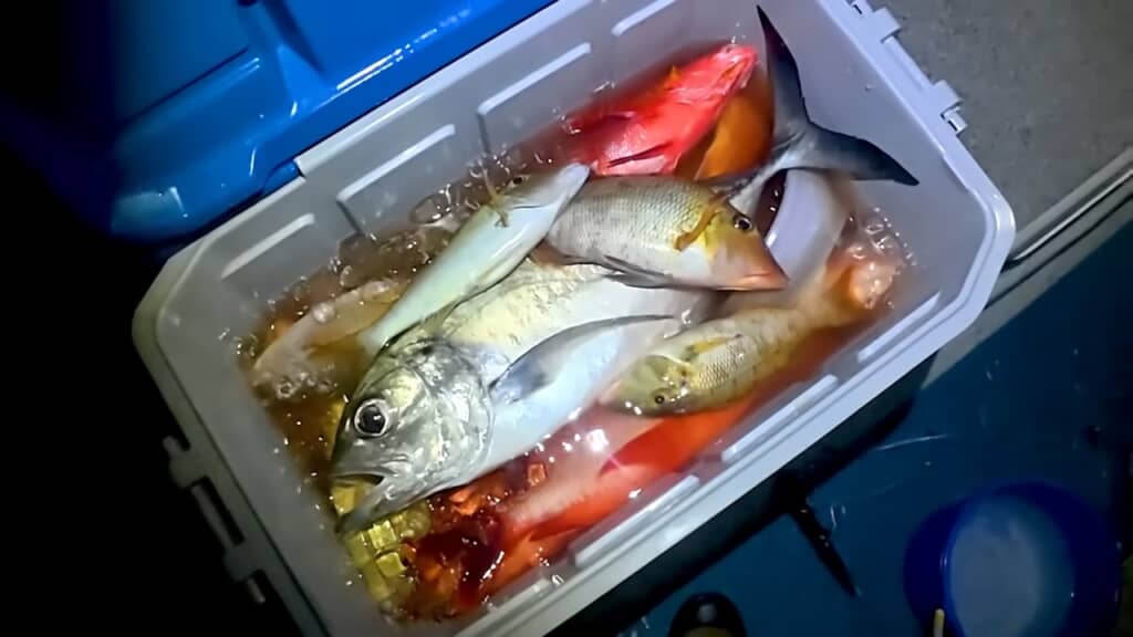 クーラーボックスが宝石箱のよう