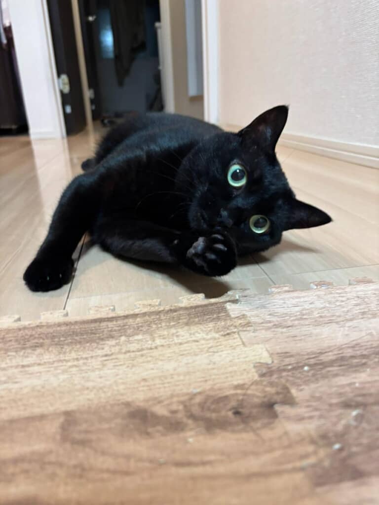 元野良猫のあさりちゃん