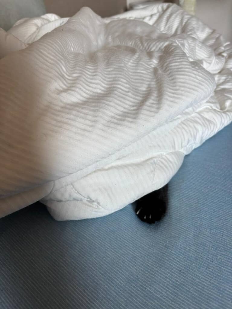 怖くて前足だけを出すあさりちゃん