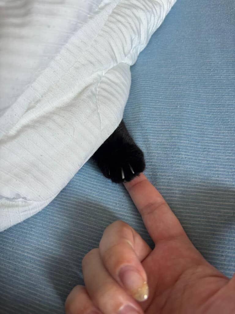 飼い主さんには絶大の信頼を寄せています