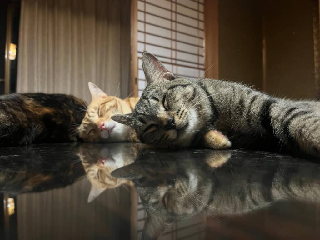 かわいすぎる……