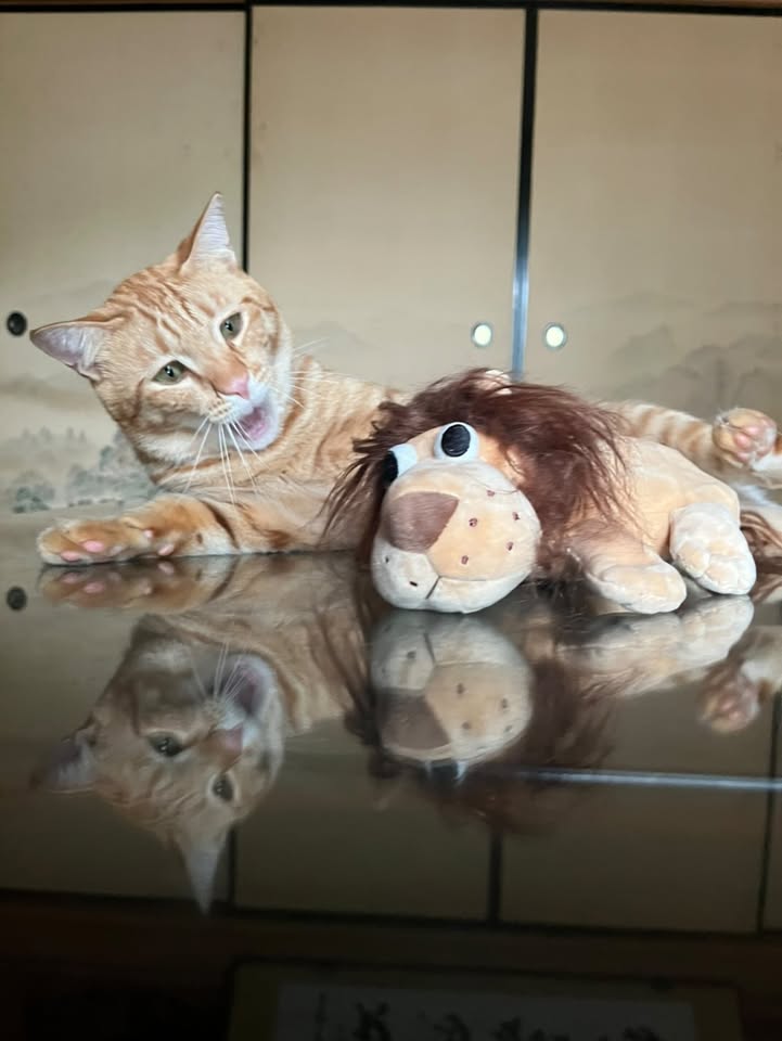 ぬいぐるみときなこくん