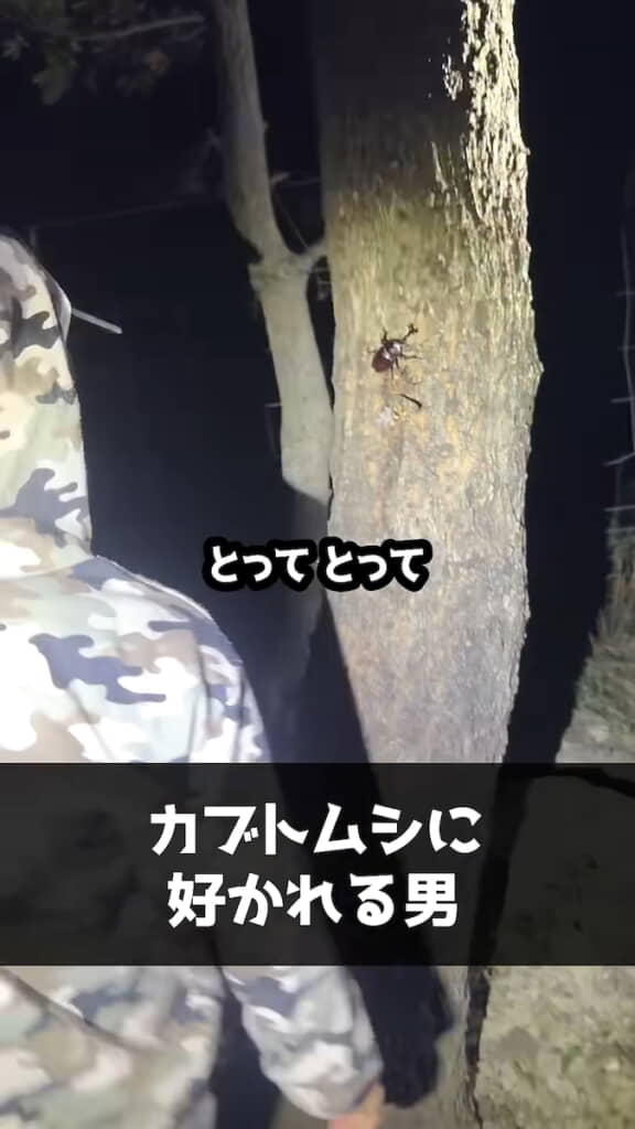 カブトムシめっちゃいる！