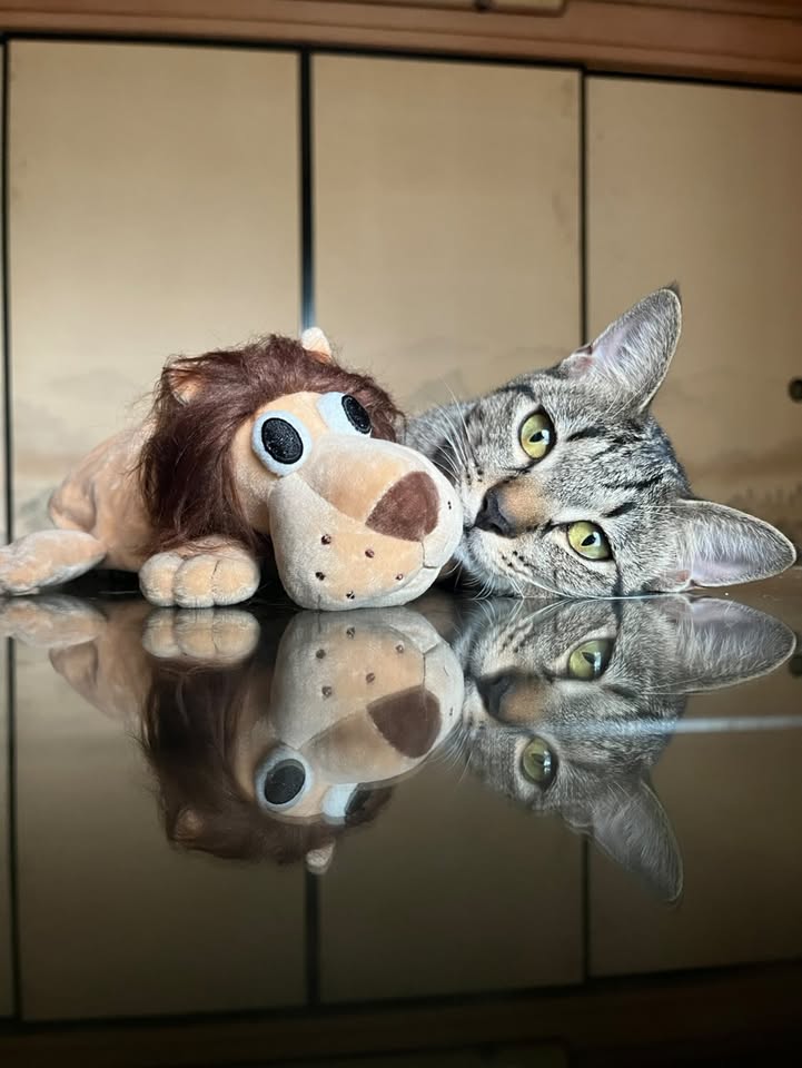 おもちくんも大好きなライオンさん