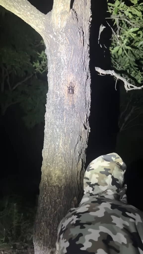 頭の上のほうにもカブトムシ！