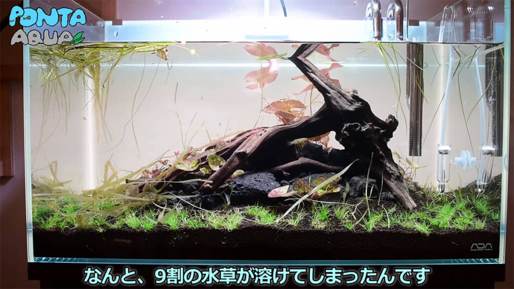 ほとんどの水草が溶けてしまいました